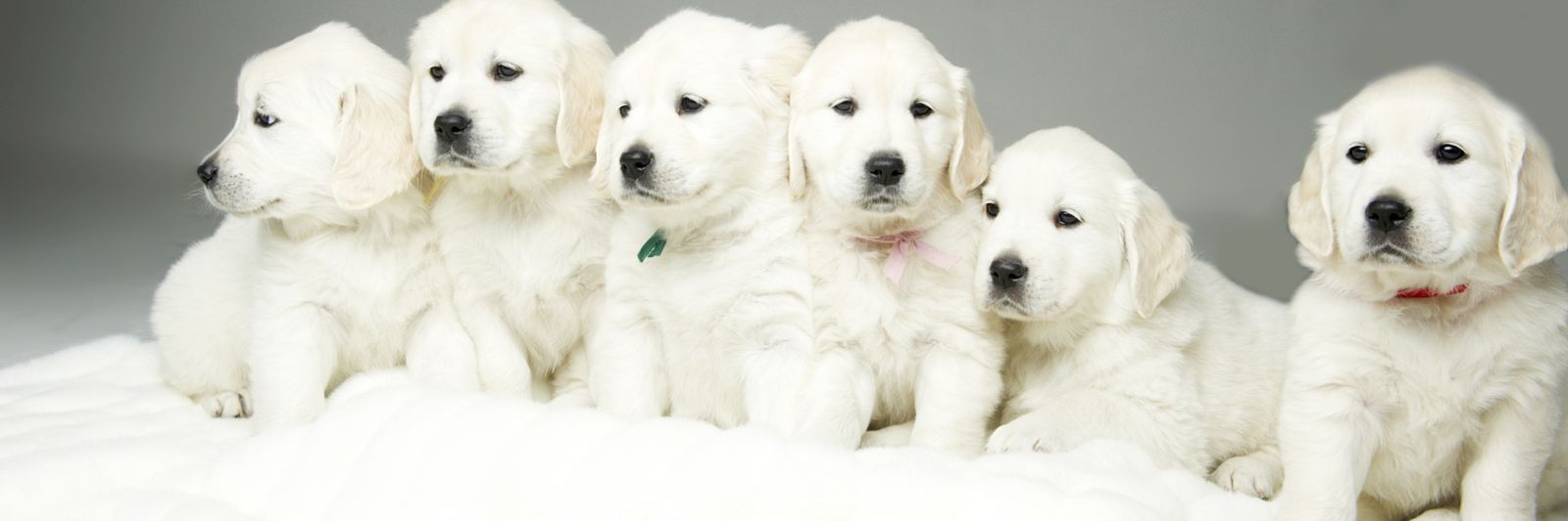 English Cream Puppies – STRIKE GOLDEN